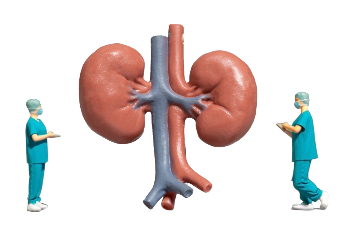 kidney_ai_ kidney_ai_